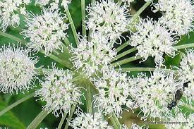 Image result for Angelica silvestris