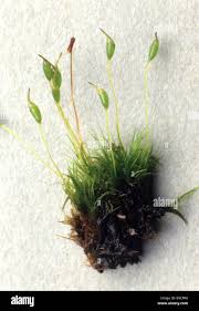 Attēlu rezultāti vaicājumam “Dicranella heteromalla”