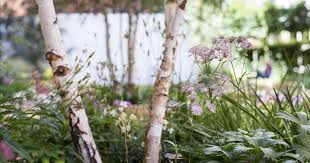 Attēlu rezultāti vaicājumam “Betula pendula flower”