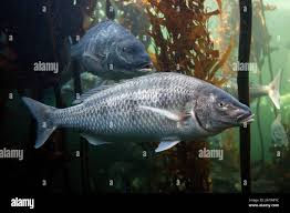 Image result for Lithognathus lithognathus