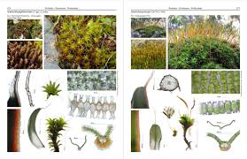 Attēlu rezultāti vaicājumam “Pottiales”