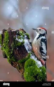 Attēlu rezultāti vaicājumam “Dendrocopos medius adult”