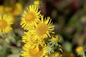 Attēlu rezultāti vaicājumam “Inula britannica flower”