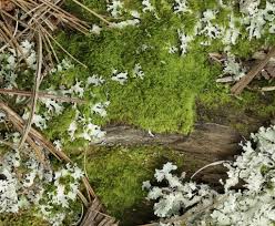 Attēlu rezultāti vaicājumam “Dicranum flagellare”