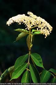 Attēlu rezultāti vaicājumam “Sambucus nigra flower”