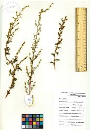 Image result for Artemisia gmelinii