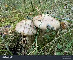 Attēlu rezultāti vaicājumam “Stropharia hornemannii”