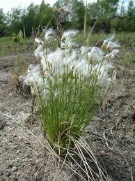 Attēlu rezultāti vaicājumam “Trichophorum alpinum”