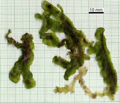 Attēlu rezultāti vaicājumam “Aneura pinguis”