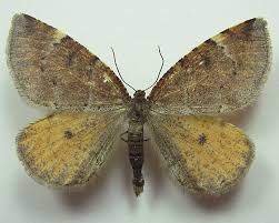 Attēlu rezultāti vaicājumam “Epirranthis diversata”