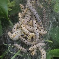 Attēlu rezultāti vaicājumam “Yponomeuta evonymella imago”