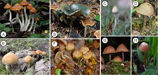 Attēlu rezultāti vaicājumam “Psilocybe sp.”