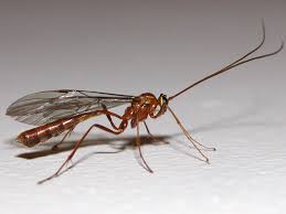 Attēlu rezultāti vaicājumam “Ichneumonidae”