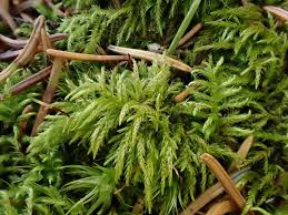 Attēlu rezultāti vaicājumam “Sciuro-hypnum reflexum”