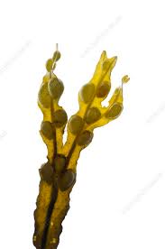 Attēlu rezultāti vaicājumam “Fucus vesiculosus”