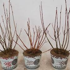 Attēlu rezultāti vaicājumam “Salix repens subsp. rosmarinifolia fruit”