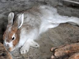 Attēlu rezultāti vaicājumam “Lepus timidus”