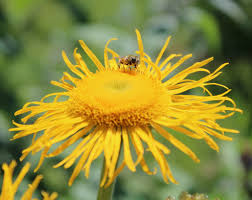 Attēlu rezultāti vaicājumam “Telekia speciosa leaf”