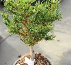 Attēlu rezultāti vaicājumam “Pinus sylvestris var. turfosa”