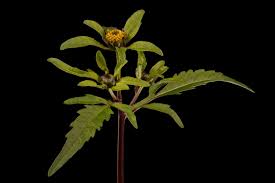 Attēlu rezultāti vaicājumam “Bidens tripartita flower”