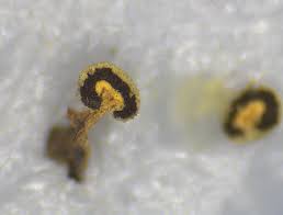 Attēlu rezultāti vaicājumam “Didymium xanthopus spores”