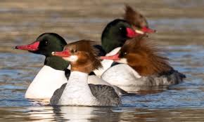 Attēlu rezultāti vaicājumam “Mergus merganser female”