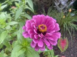 Image result for Zinnia elegans
