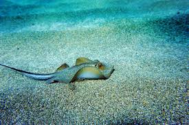 Image result for Dasyatis pastinaca