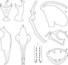 Attēlu rezultāti vaicājumam “Oncopsis sp.”