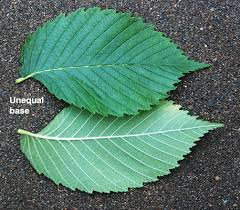 Attēlu rezultāti vaicājumam “Ulmus laevis leaf”