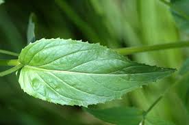 Attēlu rezultāti vaicājumam “Epilobium montanum”