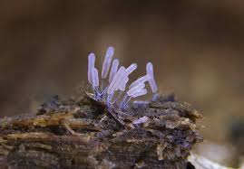 Attēlu rezultāti vaicājumam “Stemonitopsis typhina”