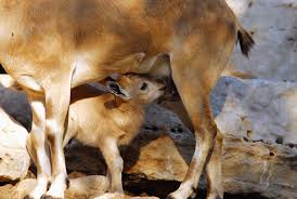 Attēlu rezultāti vaicājumam “Capra”