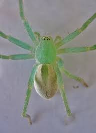 Attēlu rezultāti vaicājumam “Micrommata virescens”