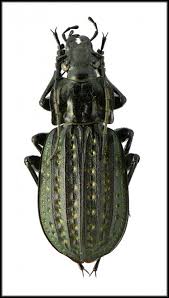 Attēlu rezultāti vaicājumam “Carabus clathratus”