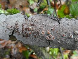 Attēlu rezultāti vaicājumam “Peniophora laurentii”