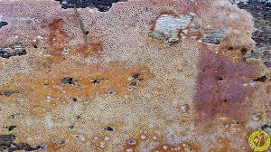 Attēlu rezultāti vaicājumam “Ceriporia purpurea”