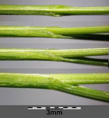 Attēlu rezultāti vaicājumam “Poa angustifolia”