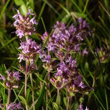 Attēlu rezultāti vaicājumam “Thymus vulgaris”