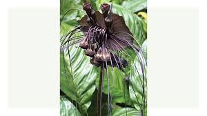 Image result for Tacca chantrieri