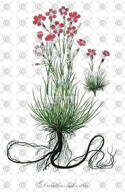 Attēlu rezultāti vaicājumam “Gypsophila fastigiata leaf”