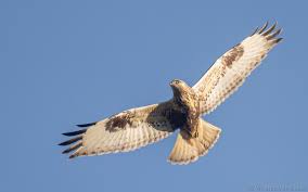 Attēlu rezultāti vaicājumam “Buteo lagopus”