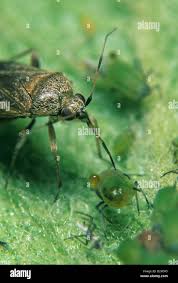 Attēlu rezultāti vaicājumam “Psallus sp.”