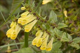 Attēlu rezultāti vaicājumam “Melampyrum pratense”
