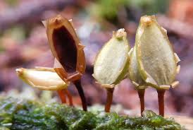 Attēlu rezultāti vaicājumam “Buxbaumia viridis”