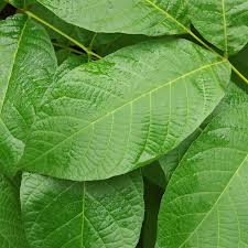 Attēlu rezultāti vaicājumam “Juglans regia leaf”