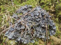 Attēlu rezultāti vaicājumam “Peltigera polydactylon”