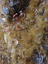 Attēlu rezultāti vaicājumam “Rhynchostegiella tenella macro”