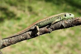 Attēlu rezultāti vaicājumam “Lacerta agilis male”