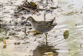 Image result for Porzana carolina